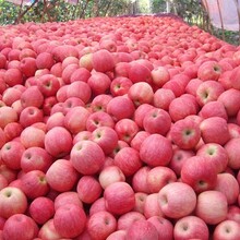 山西紅富士蘋果，現需蘋果收購商圖片