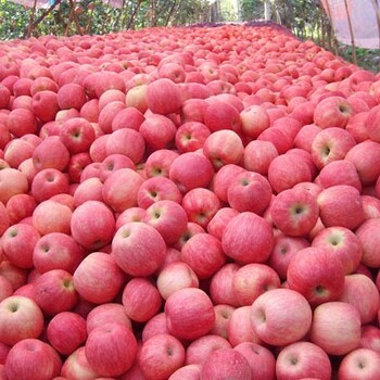 山西红富士苹果，现需苹果收购商