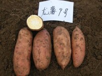 河北雄县红薯批发种植基地-2017年红薯价格图片3