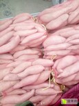 河北雄县红薯批发种植基地-2017年红薯价格图片5