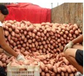 河北誠信紅薯批發種植基地-紫薯批發價格