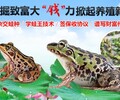 泰蛙雜交9號生態養殖招商加盟