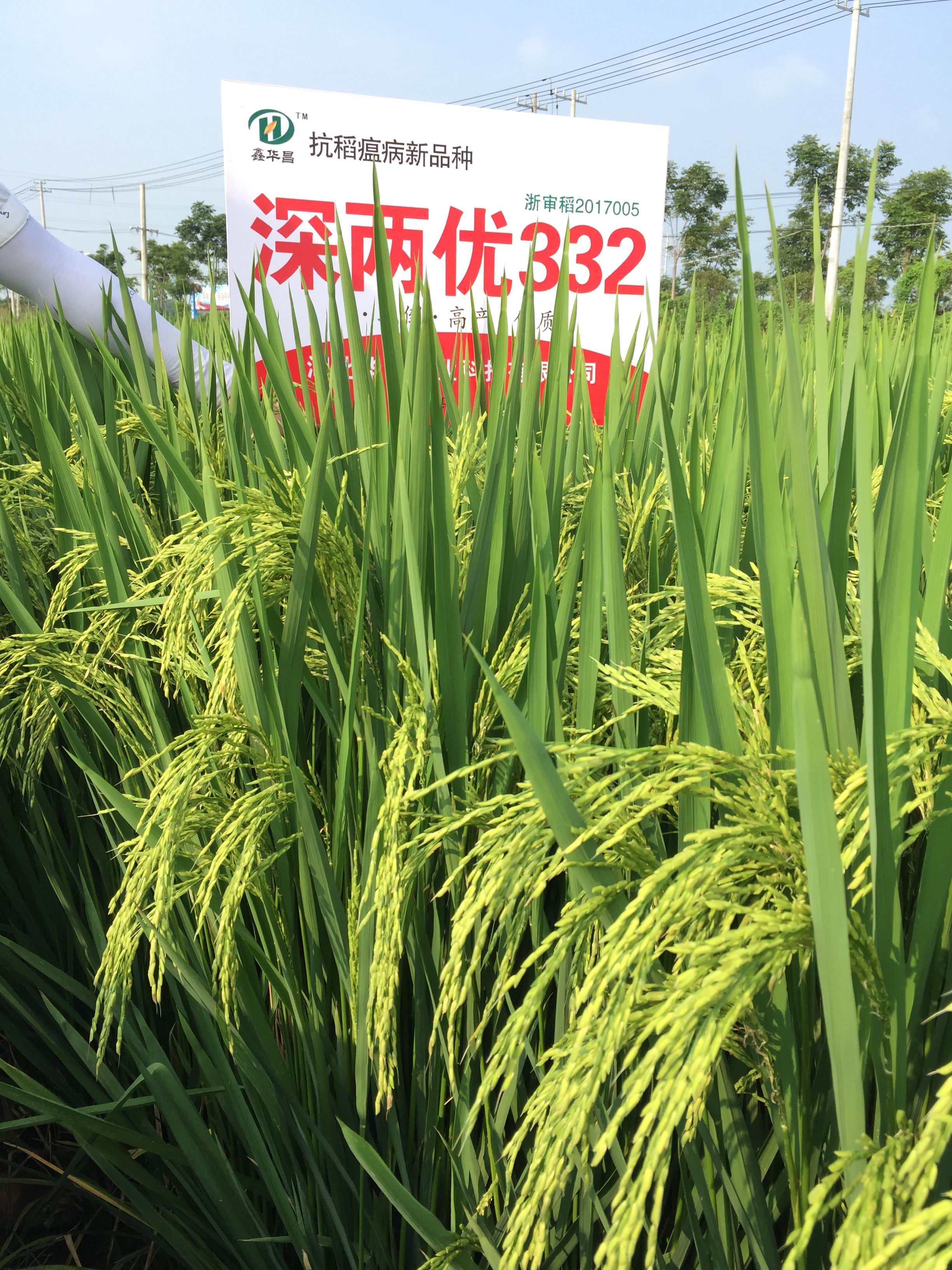 自动化程度 半自动 适用对象 稻类 高产优质杂交稻鹏两优332,国审稻