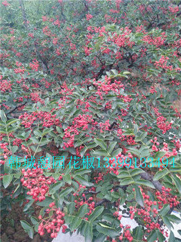 花椒苗_花椒樹_無刺花椒苗價格基地-南強一號花椒苗