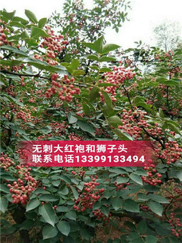 花椒苗_花椒樹_韓城無刺花椒苗批發(fā)-南強(qiáng)一號(hào)花椒苗