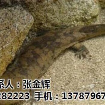 張家界大鯢金鯢張家界大鯢在線咨詢