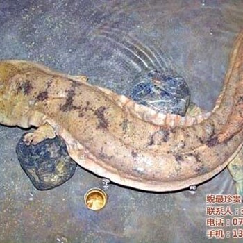 娃娃魚魚苗價格_娃娃魚_鯢珍貴00