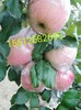 紅富士蘋果自家種植的膜袋蘋果