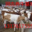 小肉驴多少钱一斤多少价格图片