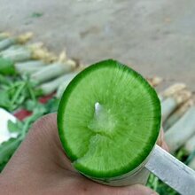 潍坊水果萝卜种植基地图片