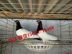 黑龙江哪里有养观赏鸽的一对观赏鸽多少钱
