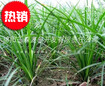 四川三台小叶绿化麦冬产地直销价格