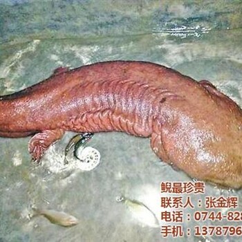 鯢珍貴圖_娃娃魚多少錢一斤_娃娃魚