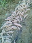 河北诚信红薯种植批发基地--薯条薯干批发种植基地