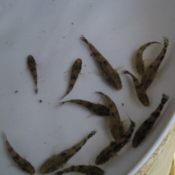 臨沂泰國(guó)筍殼魚苗廠家明輝水產(chǎn)