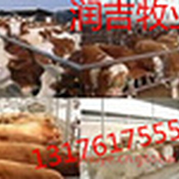 南宁小牛犊肉牛犊多少钱一头