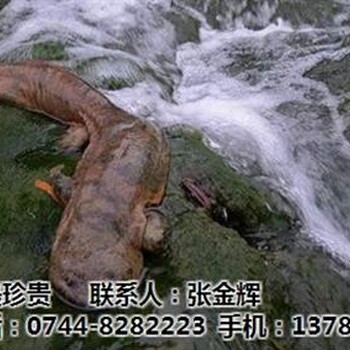 張家界特產(chǎn),鯢珍貴,張家界特產(chǎn)葛粉