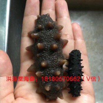 洪源堂純淡干海參哪里有賣_懷孕可以吃海參嗎
