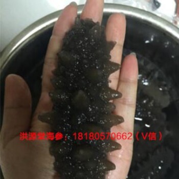 洪源堂大連純淡干海參哪里有賣_干海參價格多少錢一斤