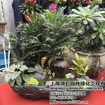 坤石園林圖_嘉定觀賞植物租售_觀賞植物租售
