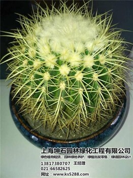 觀賞植物租售,坤石園林,金山觀賞植物租售