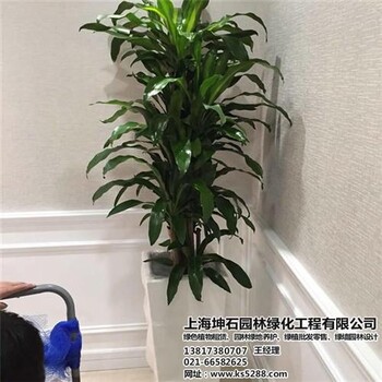 坤石园林图虹口租观赏植物租观赏植物