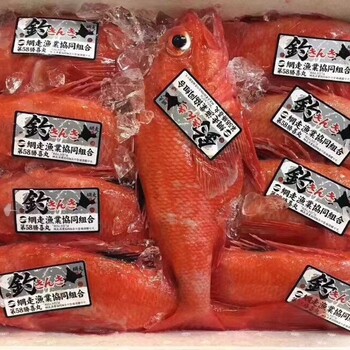 廣州喜知次冰鮮金吉魚批發(fā)刺身料理食材