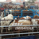 河北省張家口市張北縣國(guó)營(yíng)牲畜交易市場(chǎng)