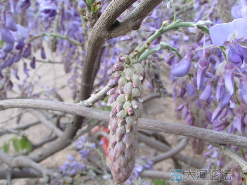 高先峰-河南葛花树大小树苗