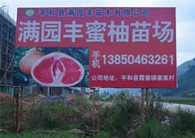 三红柚子树苗多少钱一棵图片0