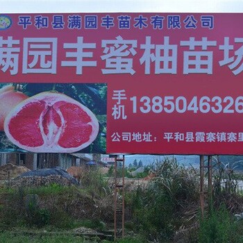 三红柚子树苗多少钱一棵