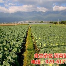 炭步鎮蔬菜配送,康峰配送公司,廣州醫院蔬菜配送圖片