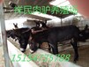 上海肉驢價格多少錢