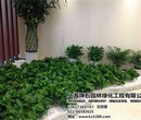 杨浦租观赏植物专家租观赏植物坤石园林