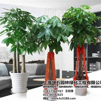 宝山租观赏植物租观赏植物坤石园林