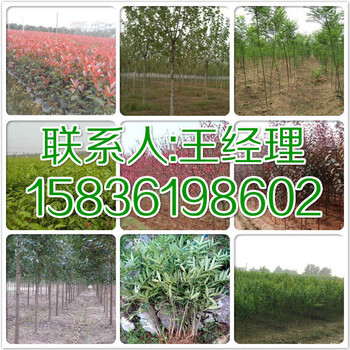 渭南地区3公分核桃树多少钱