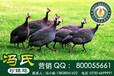 冯氏珍珠鸡，珍珠鸡，绿壳鸡，黑凤鸡，七彩山鸡，鹧鸪，火鸡，绿头野鸭，元宝鸡