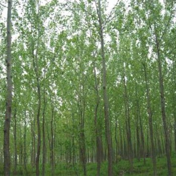 陜西108楊樹苗批發(fā)價格