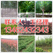 林州周围销售梨树苗苗圃134-6243-2343