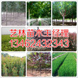 安阳市附近供应红叶石楠苗最新价格134-6243-2343图片