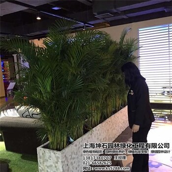 观叶植物出租坤石园林黄浦观叶植物出租