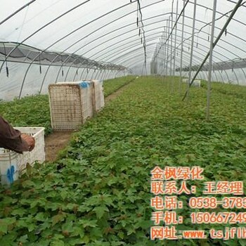 紅點紅楓美國紅楓圖紅點紅楓超