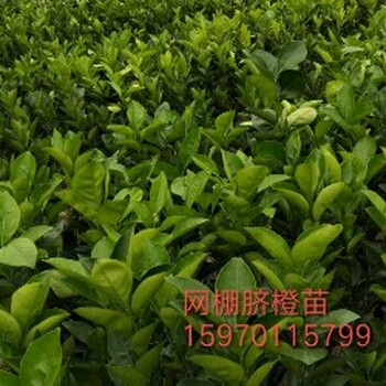 贛南臍橙苗