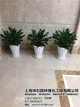 徐汇观叶植物出租,观叶植物出租,坤石园林在线咨询