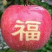山西运城临猗红富士苹果即将大量成熟