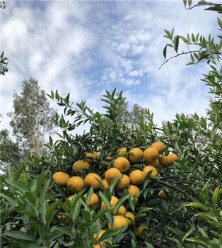 福芳新会柑鲜果厂家批发广东代理商