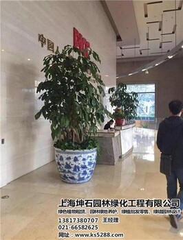 觀葉植物出租坤石園林嘉定觀葉植物出租