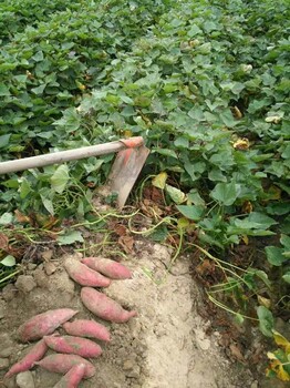 河北唐山红薯批发种植基地红薯苗种植基地