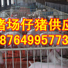 浙江三元仔猪价格行情河南仔猪价格江苏仔猪价格湖北仔猪价格图片