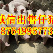 河南三元仔猪价格河北仔猪价格安阳仔猪价格漯河仔猪价格图片